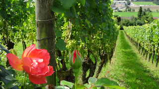 Weinfelden wine path